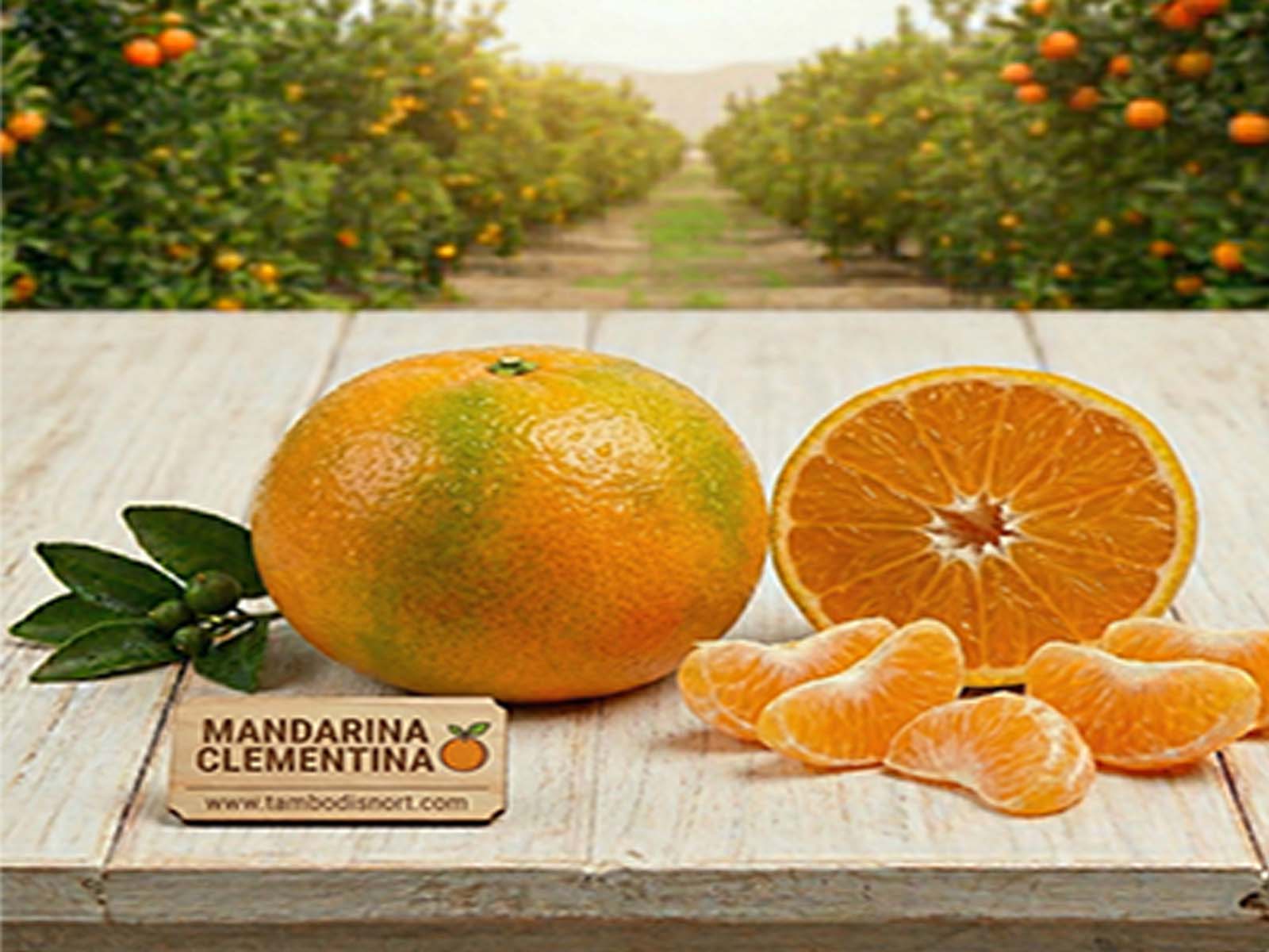 MANDARINA CLEMENTINA🍊